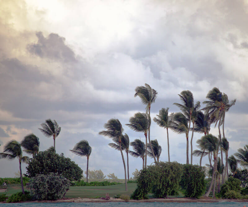 Tall palm trees sway in the wind under a cloudy sky, their lush green foliage hinting at strength and resilience. Nearby, hurricane window protection stands guard, ensuring tranquility remains unbroken as distant greenery frames a serene body of water.